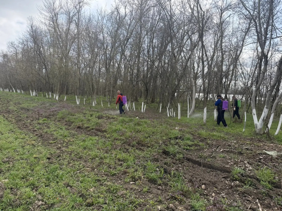 В Красногвардейском районе проводят работы по очистке лесополос вдоль дорог